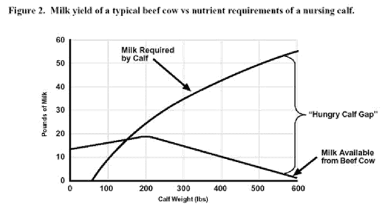 Suplementación del rodeo de cría (Creep feeding) - Image 6