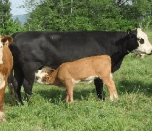 Suplementación del rodeo de cría (Creep feeding) - Image 1