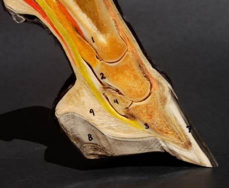 El Navicular, ¿Culpable o Inocente? - Image 1