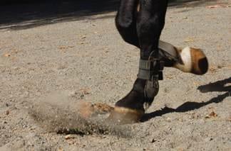 El Navicular, ¿Culpable o Inocente? - Image 3