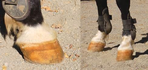 El Navicular, ¿Culpable o Inocente? - Image 4
