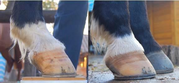El Navicular, ¿Culpable o Inocente? - Image 5