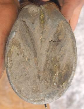 El Navicular, ¿Culpable o Inocente? - Image 6