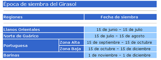 El cultivo del girasol en Venezuela - Image 2
