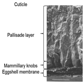 INFLUENCIA DE LOS MICROMINERALES EN LA CALIDAD DE LA CÁSCARA