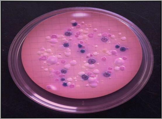 Importancia de los cultivos bacteriológicos en el diagnóstico de la mastitis bovina y antibiograma - Image 7