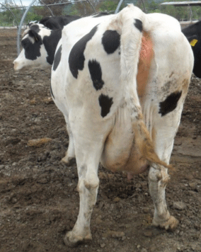 Vaca con CC 4, susceptible a padecer cetosis.