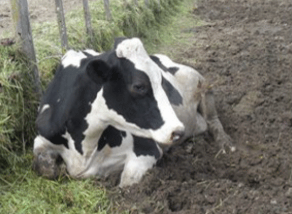 El barro y la falta de lugares limpios incomodan a las vacas y las obligan a echarse a descansar en donde puedan.