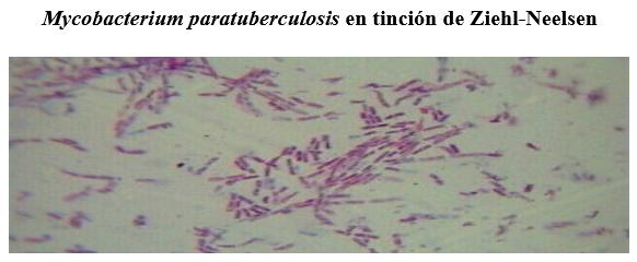 Diagnóstico de la paratuberculosis bovina en Jalisco, mediante técnicas de biología molecular y estandarizadas - Image 2