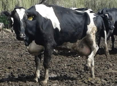 Vaca con cojera severa (score 5) sobre un corral con barro.