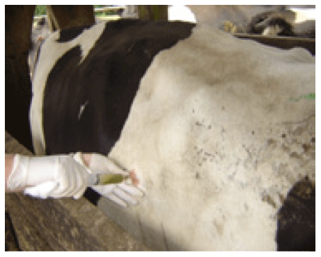 Figura 1. Ejecución de una ruminocentesis dorsal en una vaca contenida en manga.