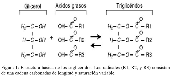 Digestión, absorción y metabolismo de los lípidos en monogástricos y rumiantes - Image 2