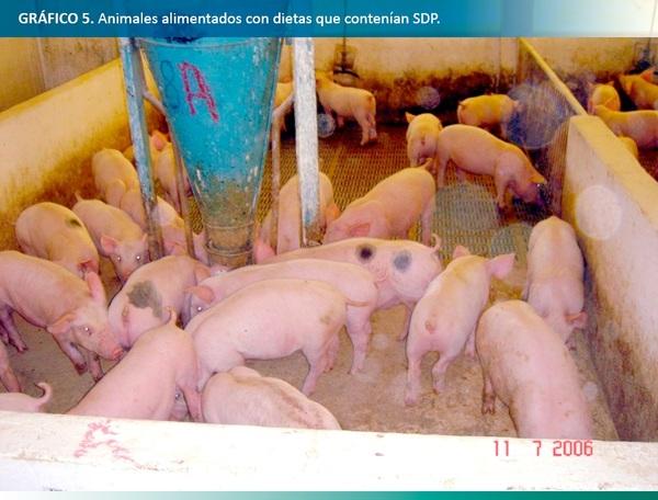 Cómo mejorar los parámetros productivos para aprovechar la mejora económica del mercado porcino mundial - Image 5
