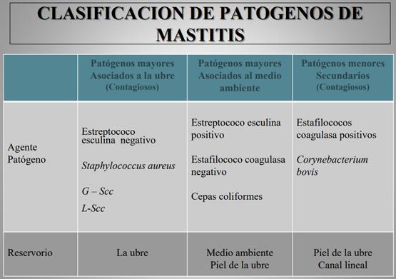 Importancia de los cultivos bacteriológicos en el diagnóstico de la mastitis bovina y antibiograma - Image 3