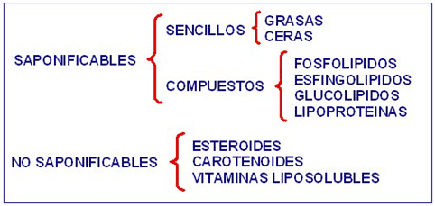 Digestión, absorción y metabolismo de los lípidos en monogástricos y rumiantes - Image 1