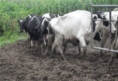 Caminos deteriorados afectan la producción y salud de las vacas.