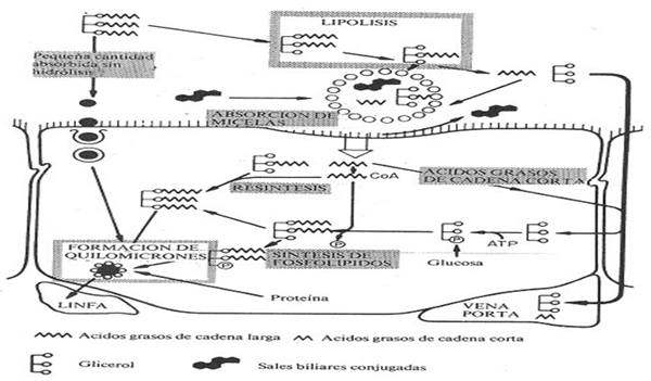 Digestión, absorción y metabolismo de los lípidos en monogástricos y rumiantes - Image 4