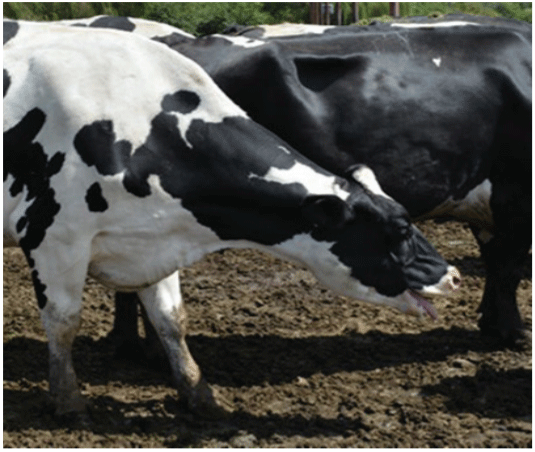 Con el 5 % de vacas jadeando estamos con alta probabilidad de presencia de estrés térmico.