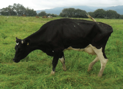 Vaca con cojera moderada (score 3).