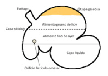 Figura 1. Estratificación por capas del contenido del rumen (Modificado de FMVZ, UNAM 2008).
