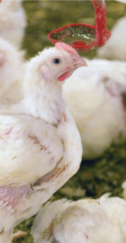 Pichia guilliermondii tiene propiedades morfológicas únicas que influyen en su eficacia en la alimentación animal, con investigaciones que demuestran que su adición a las dietas de pollos de engorde puede estar asociada con impactos beneficiosos en los parámetros.