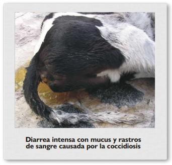 Coccidiosis de los bovinos - Image 1