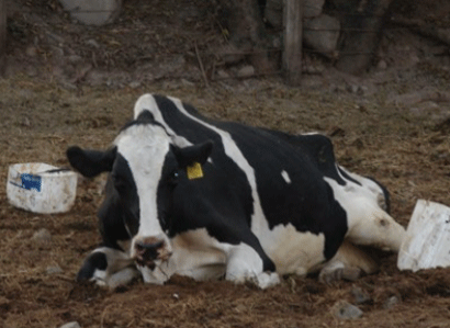 Vaca caída afectada de leuco-sis bovina.