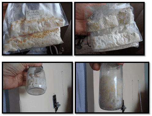 Evaluacion de la alternativa de multiplicacion artesanal del hongo beauveria bassiana, para el control de la broca (hypothenemus hampei) del café - Image 22