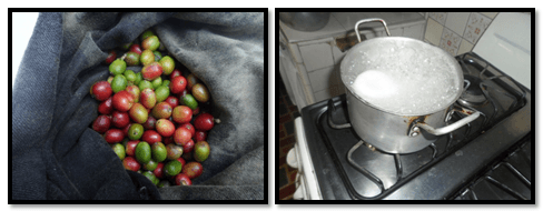 Evaluacion de la alternativa de multiplicacion artesanal del hongo beauveria bassiana, para el control de la broca (hypothenemus hampei) del café - Image 16