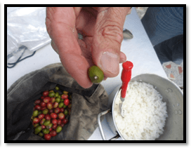 Evaluacion de la alternativa de multiplicacion artesanal del hongo beauveria bassiana, para el control de la broca (hypothenemus hampei) del café - Image 2