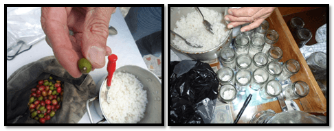 Evaluacion de la alternativa de multiplicacion artesanal del hongo beauveria bassiana, para el control de la broca (hypothenemus hampei) del café - Image 17