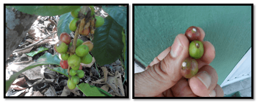 Evaluacion de la alternativa de multiplicacion artesanal del hongo beauveria bassiana, para el control de la broca (hypothenemus hampei) del café - Image 15