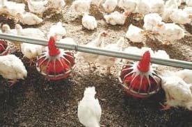 Producción avícola: Recomendaciones para aumentar la rentabilidad - Image 2