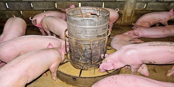 Nutrición de los cerdos en crecimiento y finalización: 2 – Energía y Aminoácidos - Image 1