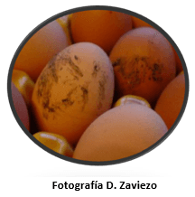 Como mejorar la calidad del huevo - Image 3