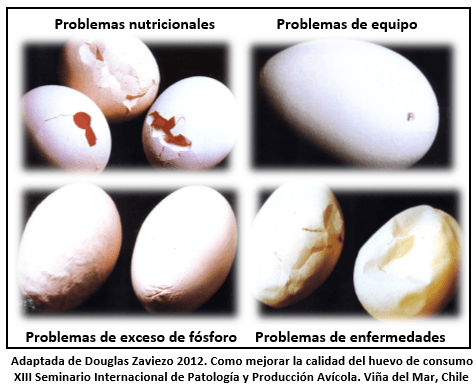 Como mejorar la calidad del huevo - Image 2