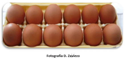 Como mejorar la calidad del huevo - Image 5