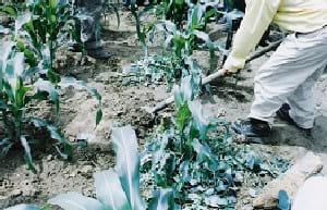 Los abonos orgánicos, alternativa en la gestión de la fertilidad de los suelos - Image 38