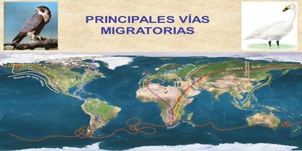 Influenza Aviar: Presencia de aves migratorias árticas en el territorio argentino - Image 17