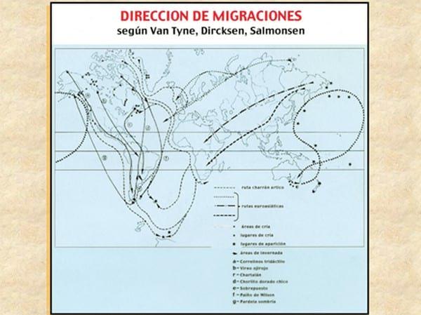 Influenza Aviar: Presencia de aves migratorias árticas en el territorio argentino - Image 25