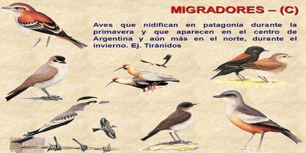 Influenza Aviar: Presencia de aves migratorias árticas en el territorio argentino - Image 3