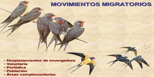 Influenza Aviar: Presencia de aves migratorias árticas en el territorio argentino - Image 14