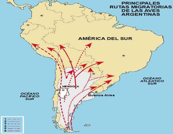 Influenza Aviar: Presencia de aves migratorias árticas en el territorio argentino - Image 12
