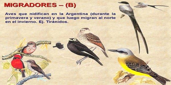 Influenza Aviar: Presencia de aves migratorias árticas en el territorio argentino - Image 2