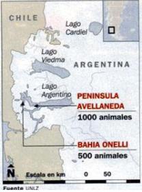 Bovinos criollos argentinos patagónicos - Image 7