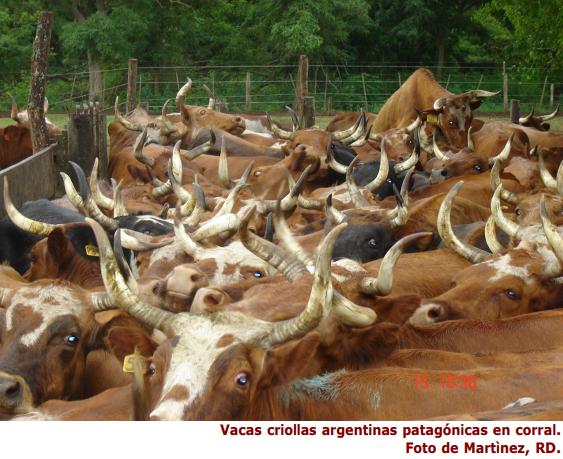 Bovinos criollos argentinos patagónicos - Image 9