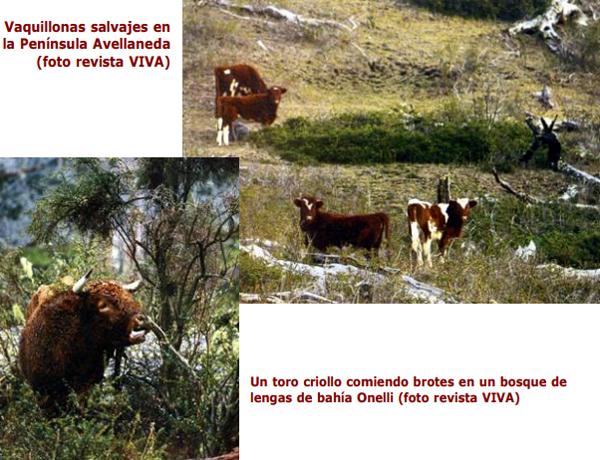 Bovinos criollos argentinos patagónicos - Image 10