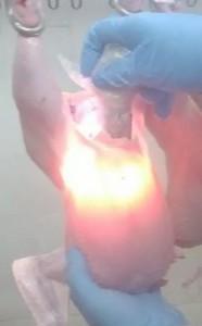 Técnica para la detección de miopatía de pectoral profundo en planta de beneficio (Pechulumenoscopía). - Image 4