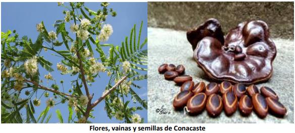 El Conacaste (Enterolobium cyclocarpum), un árbol de usos múltiples en regiones tropicales de Guatemala - Image 1
