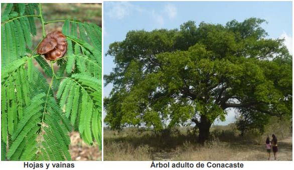 El Conacaste (Enterolobium cyclocarpum), un árbol de usos múltiples en regiones tropicales de Guatemala - Image 2
